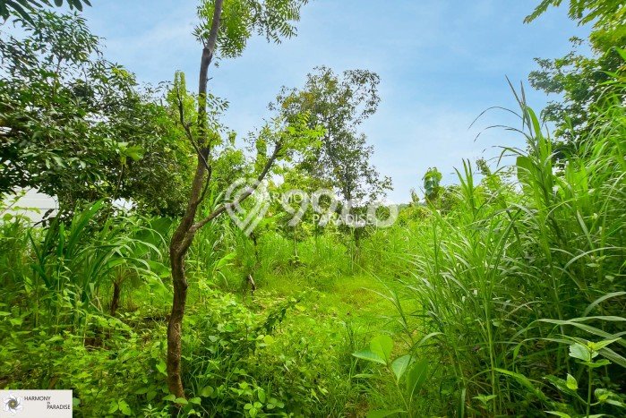 Tanah Dijual Area Strategis di Kaliasem Buleleng 1770m2 Tanah Dijual Area Strategis di Kaliasem Buleleng 1770m2