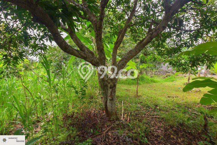 Tanah Dijual Area Strategis di Kaliasem Buleleng 1770m2 Tanah Dijual Area Strategis di Kaliasem Buleleng 1770m2