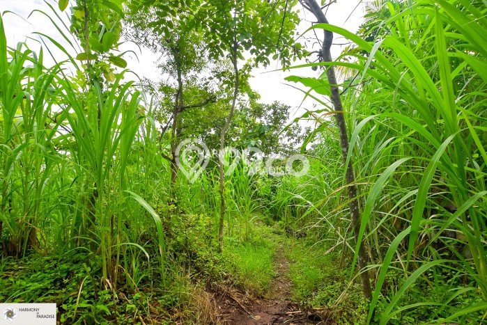 Tanah Dijual Area Strategis di Kaliasem Buleleng 1770m2 Tanah Dijual Area Strategis di Kaliasem Buleleng 1770m2