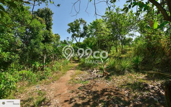 Tanah Investasi Dijual di Buleleng Punya Luas 3300m2 Tanah Investasi Dijual di Buleleng Punya Luas 3300m2