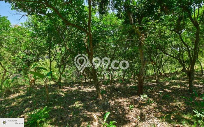 Tanah Investasi Dijual di Buleleng Punya Luas 3300m2 Tanah Investasi Dijual di Buleleng Punya Luas 3300m2