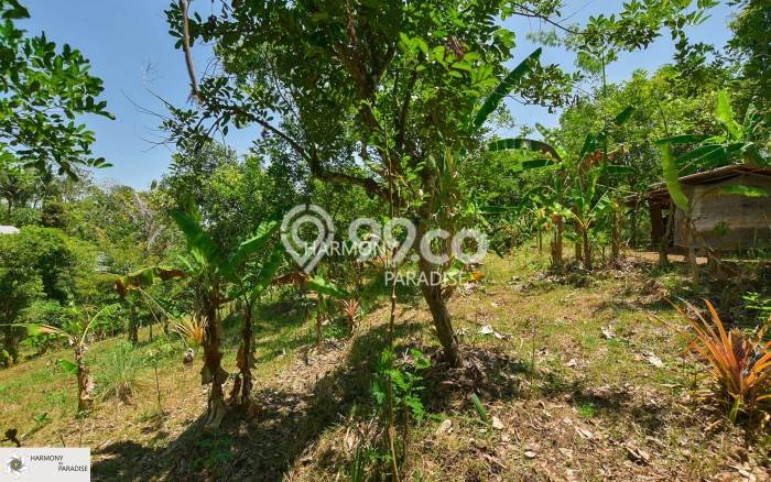 Tanah Investasi Dijual di Buleleng Punya Luas 3300m2 Tanah Investasi Dijual di Buleleng Punya Luas 3300m2