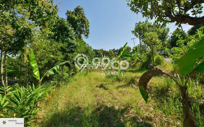 Tanah Investasi Dijual di Buleleng Punya Luas 3300m2 Tanah Investasi Dijual di Buleleng Punya Luas 3300m2
