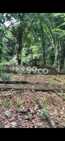 Tanah Strategis Dijual di Ubud Gianyar 2900m2 Tanah Strategis Dijual di Ubud Gianyar 2900m2