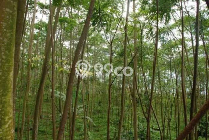 Tanah Area Prospektif Kawasan Cariu, Luas 280000m2m², Dekat ke Pusat Kota, Lingkungan Nyaman Tanah Area Prospektif Kawasan Cariu, Luas 280000m2m², Dekat ke Pusat Kota, Lingkungan Nyaman