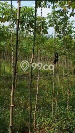 Tanah Kavling Dijual di Cibogo, Tangerang dengan Luas Tanah 4000m2 Tanah Kavling Dijual di Cibogo, Tangerang dengan Luas Tanah 4000m2