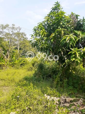 Tanah Kawasan Sidoharjo, Luas 25000m2m², Akses Sidoharjo, Sragen, Sragen Tanah Kawasan Sidoharjo, Luas 25000m2m², Akses Sidoharjo, Sragen, Sragen