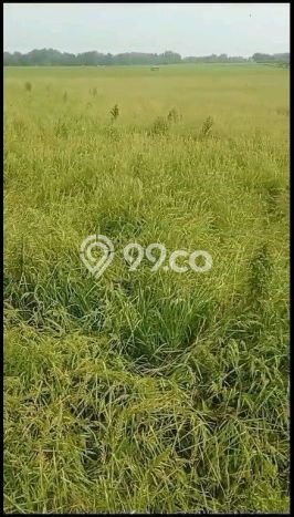 Tanah Komersial Dijual di Bojonegoro Bojonegoro 3587m2 Tanah Komersial Dijual di Bojonegoro Bojonegoro 3587m2