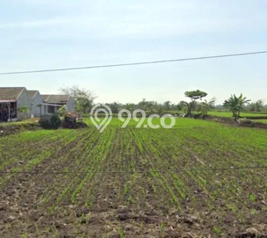 Kavling Tanah di Gresik Dijual Luas 5500m2 Legalitas SHM Kavling Tanah di Gresik Dijual Luas 5500m2 Legalitas SHM