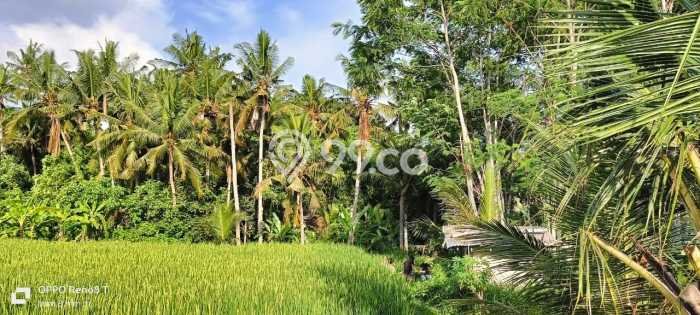 Tanah Area Berkembang Kawasan Gianyar, Luas 1700m2m², Kawasan Asri, Dekat Gianyar, Gianyar, Gianyar Tanah Area Berkembang Kawasan Gianyar, Luas 1700m2m², Kawasan Asri, Dekat Gianyar, Gianyar, Gianyar