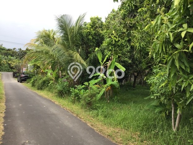 Lahan untuk Dijual Lokasi Buleleng, Buleleng Luas 1500m2 SHM Lahan untuk Dijual Lokasi Buleleng, Buleleng Luas 1500m2 SHM