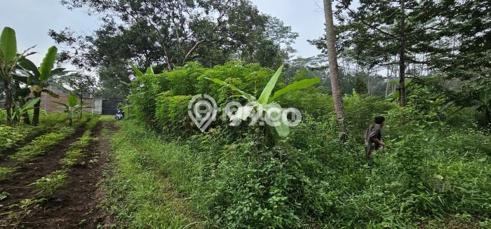 Untuk Dijual Tanah di Gunung Pati Semarang Luas 450m2 SHM Untuk Dijual Tanah di Gunung Pati Semarang Luas 450m2 SHM