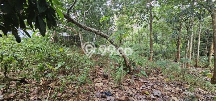 LOKASI STRATEGIS! Tanah di Gunung Pati, Luas 1009m², Kawasan Berkembang, Cocok untuk Hunian LOKASI STRATEGIS! Tanah di Gunung Pati, Luas 1009m², Kawasan Berkembang, Cocok untuk Hunian