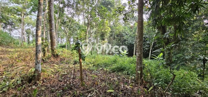 Tanah Dijual Lokasi Gunung Pati, Semarang Luas 7445m2 Legalitas Aman Tanah Dijual Lokasi Gunung Pati, Semarang Luas 7445m2 Legalitas Aman