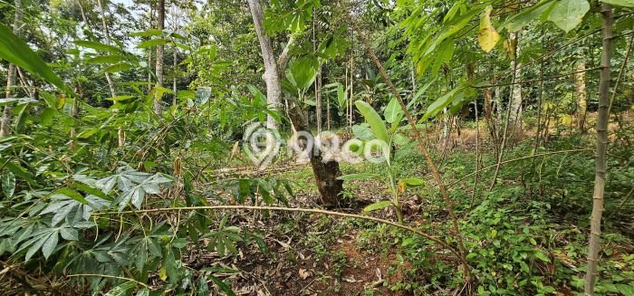 Tanah Dijual Lokasi Gunung Pati, Semarang Luas 7445m2 Legalitas Aman Tanah Dijual Lokasi Gunung Pati, Semarang Luas 7445m2 Legalitas Aman