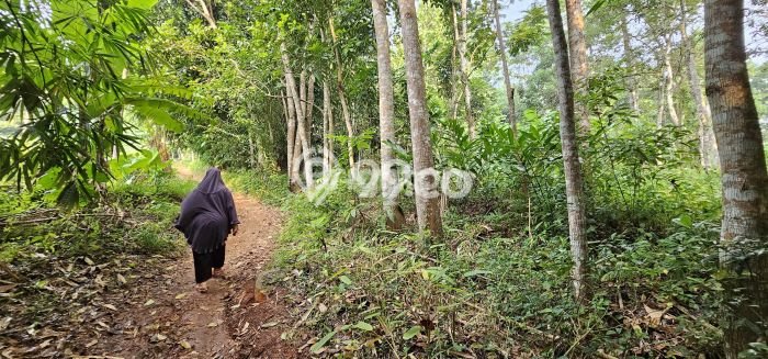 Tanah Dijual Lokasi Gunung Pati, Semarang Luas 7445m2 Legalitas Aman Tanah Dijual Lokasi Gunung Pati, Semarang Luas 7445m2 Legalitas Aman