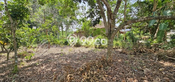 Tanah Dijual Lokasi Ngaliyan, Semarang Luas 3867m2 Legalitas Aman Tanah Dijual Lokasi Ngaliyan, Semarang Luas 3867m2 Legalitas Aman