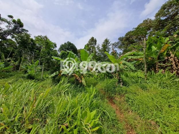 Kavling Tanah di Mijen Dijual Luas 5040m2 Legalitas SHM Kavling Tanah di Mijen Dijual Luas 5040m2 Legalitas SHM
