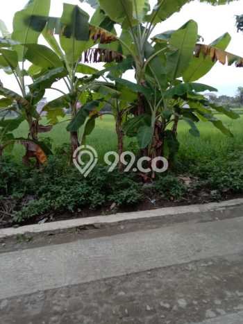 Tanah Strategis Dijual di Kasihan Bantul 876m2 Tanah Strategis Dijual di Kasihan Bantul 876m2