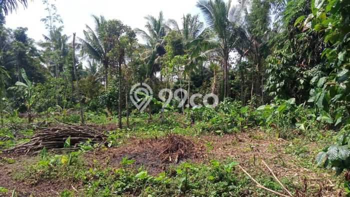 Tanah Dijual Lokasi Sawangan, Magelang Luas 6885m2 Legalitas Aman Tanah Dijual Lokasi Sawangan, Magelang Luas 6885m2 Legalitas Aman