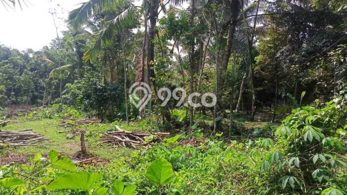 Tanah Dijual Lokasi Sawangan, Magelang Luas 6885m2 Legalitas Aman Tanah Dijual Lokasi Sawangan, Magelang Luas 6885m2 Legalitas Aman