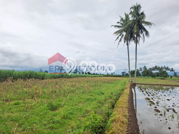 Tanah Strategis Dijual di Tumpang Malang 2070m2 Tanah Strategis Dijual di Tumpang Malang 2070m2