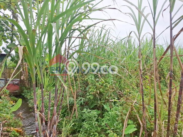 Tanah Strategis Dijual di Tumpang Malang 2070m2 Tanah Strategis Dijual di Tumpang Malang 2070m2