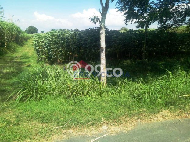 Lahan Dijual Lokasi Ngadiluwih, Kediri dengan Luas Tanah 2760m2 dan Status SHM Lahan Dijual Lokasi Ngadiluwih, Kediri dengan Luas Tanah 2760m2 dan Status SHM