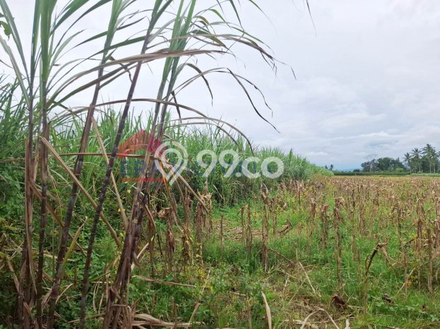 Tanah Strategis Dijual di Tumpang Malang 2070m2 Tanah Strategis Dijual di Tumpang Malang 2070m2