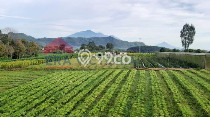 Tanah Area Strategis Kawasan Tutur, Luas 70000m2m², Ideal untuk Bisnis Tanah Area Strategis Kawasan Tutur, Luas 70000m2m², Ideal untuk Bisnis