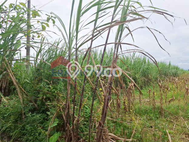 Tanah Strategis Dijual di Tumpang Malang 2070m2 Tanah Strategis Dijual di Tumpang Malang 2070m2