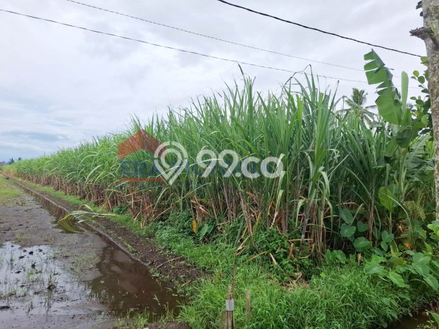 Tanah Strategis Dijual di Tumpang Malang 2070m2 Tanah Strategis Dijual di Tumpang Malang 2070m2