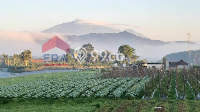 Tanah Area Strategis Kawasan Tutur, Luas 70000m2m², Ideal untuk Bisnis Tanah Area Strategis Kawasan Tutur, Luas 70000m2m², Ideal untuk Bisnis