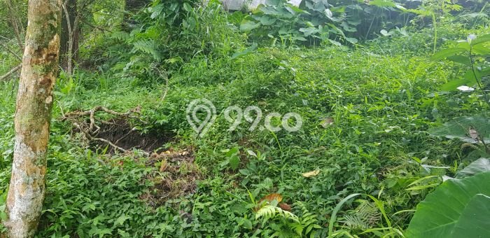 Jual Rumah Favorit Siap Huni LB 120m2 di Cijeruk, Bogor Jual Rumah Favorit Siap Huni LB 120m2 di Cijeruk, Bogor