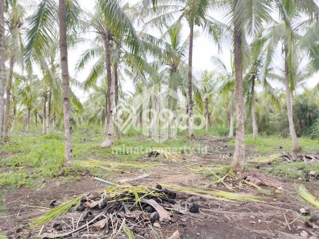 Tanah Dijual di Tanjung Pinang Seluas 10950m2 Strategis Tanah Dijual di Tanjung Pinang Seluas 10950m2 Strategis