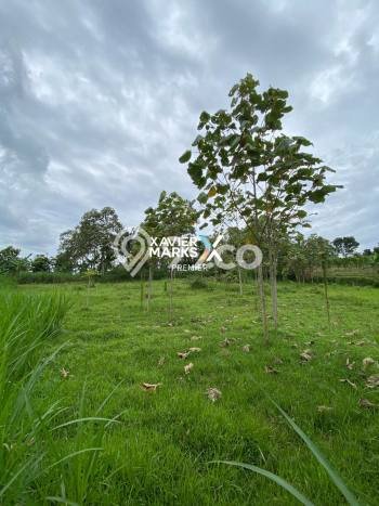 Jarang Ada! Tanah di Singosari Punya Luas 3698m2 SHM Jarang Ada! Tanah di Singosari Punya Luas 3698m2 SHM