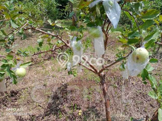 Tanah Kosong Dijual di Cianjur dengan Area 13000m2 Tanah Kosong Dijual di Cianjur dengan Area 13000m2
