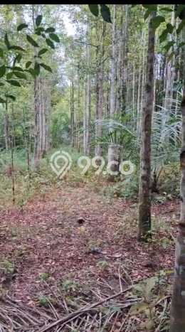 Rumah Eksklusif Siap Huni LT 1495m2 di Penajam, Penajam Paser Utara Rumah Eksklusif Siap Huni LT 1495m2 di Penajam, Penajam Paser Utara