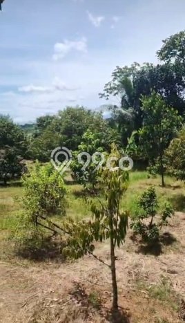 Tanah Dijual Lokasi Parung Panjang, Bogor Luas 4000m2 Legalitas Aman Tanah Dijual Lokasi Parung Panjang, Bogor Luas 4000m2 Legalitas Aman