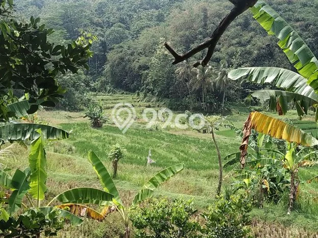 Kavling Tanah di Campaka Dijual Luas 70000m2 Legalitas SHM Kavling Tanah di Campaka Dijual Luas 70000m2 Legalitas SHM