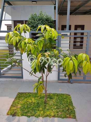Dijual Hunian Rumah Terawat 3 KT di Cibubur, Jakarta Timur Dijual Hunian Rumah Terawat 3 KT di Cibubur, Jakarta Timur