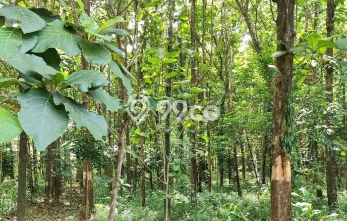 Lahan Strategis di Mijen Dijual dengan Luas 2354m2 Lahan Strategis di Mijen Dijual dengan Luas 2354m2