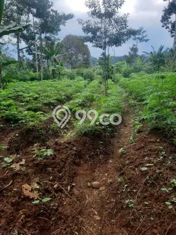 Tanah untuk Dijual di Selomerto Wonosobo Luas 1600m2 Tanah untuk Dijual di Selomerto Wonosobo Luas 1600m2
