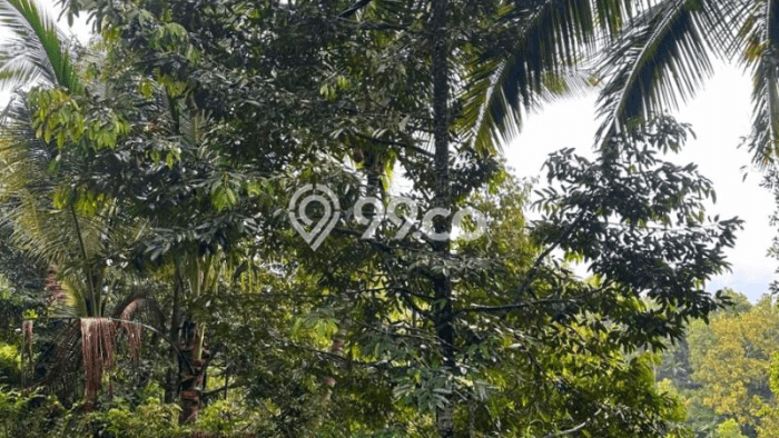 Tanah untuk Dijual Lokasi Busungbiu, Buleleng Luas 9500m2 SHM Tanah untuk Dijual Lokasi Busungbiu, Buleleng Luas 9500m2 SHM