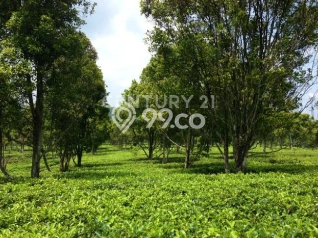 Jarang Ada! Tanah di Kiarapedes Punya Luas 73200m2 SHM Jarang Ada! Tanah di Kiarapedes Punya Luas 73200m2 SHM