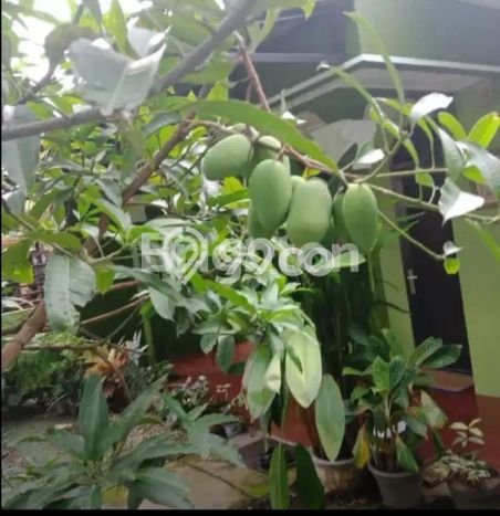Disewakan segera rumah minimalis lokasi strategis 3 Kamar di Medan Johor, Medan Disewakan segera rumah minimalis lokasi strategis 3 Kamar di Medan Johor, Medan
