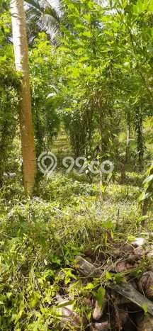 Lahan Kosong Dijual di Minahasa Tenggara dengan Area 800000m2 Lahan Kosong Dijual di Minahasa Tenggara dengan Area 800000m2