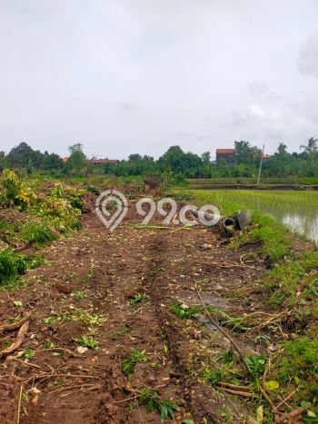 Tanah Dijual di Buleleng Seluas 100m2 Strategis Tanah Dijual di Buleleng Seluas 100m2 Strategis