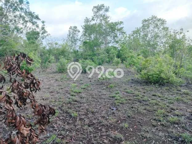 Tanah Disewakan Lokasi Badung Seluas 5000m2 Strategis dan Aman Tanah Disewakan Lokasi Badung Seluas 5000m2 Strategis dan Aman
