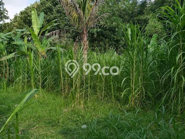 Tanah di Ubud, Gianyar Luas 2500m2 Dijual Segera Tanah di Ubud, Gianyar Luas 2500m2 Dijual Segera